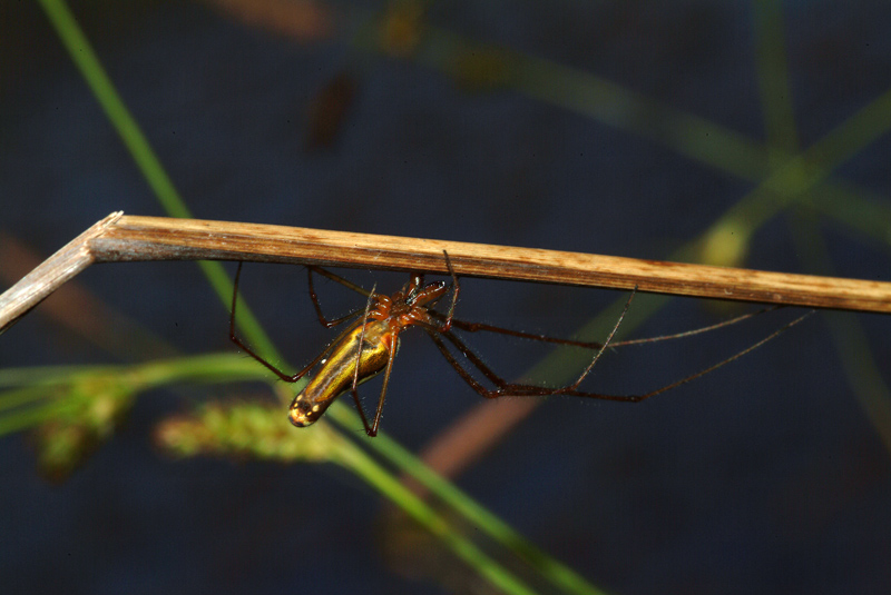 Tetragnatha sp.